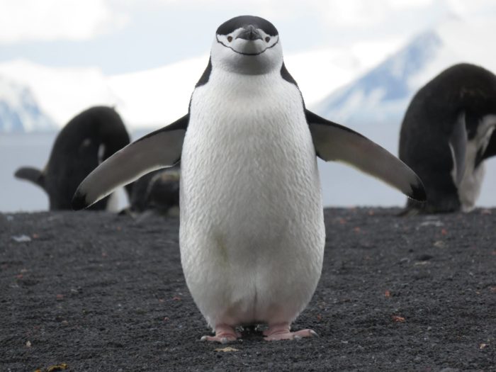 Happy feet penguin