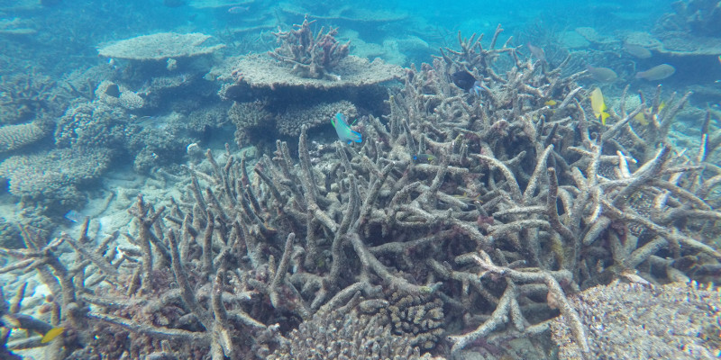 Coral bleaching study is most read climate paper of 2017