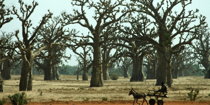 Discovery of “hidden forests” adds to global forest area