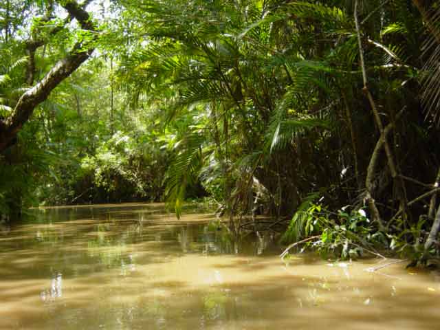 Amazon floodplain trees emit as much methane as all Earth’s oceans combined