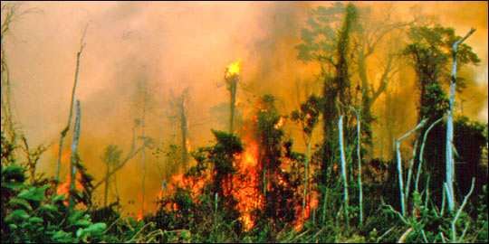 Forest fires increasingly dominate Amazonian carbon emissions during droughts