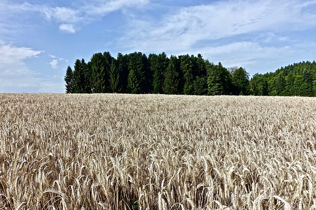 Field of wheat with forest in the background on a sunny day