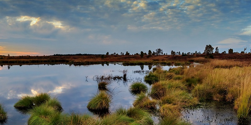 Panoramic view of wetlands vegetation on a fine day