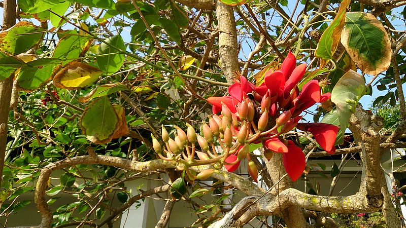 Close up image of the flower on a purple coral tree