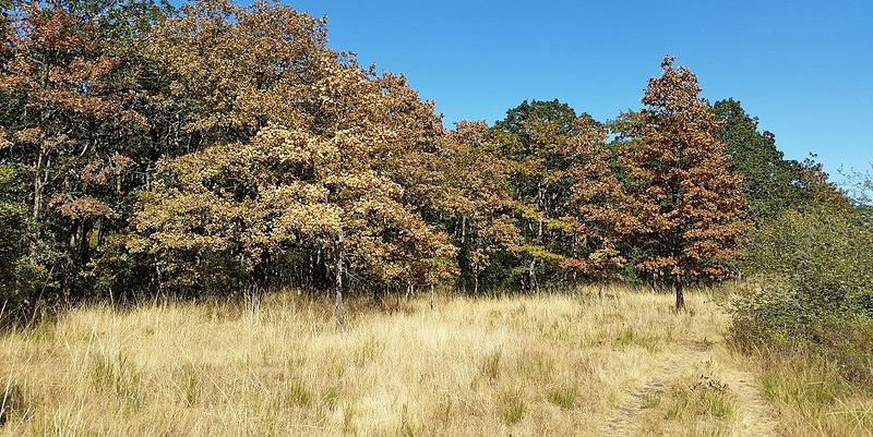 A forest clearing with very dry grass