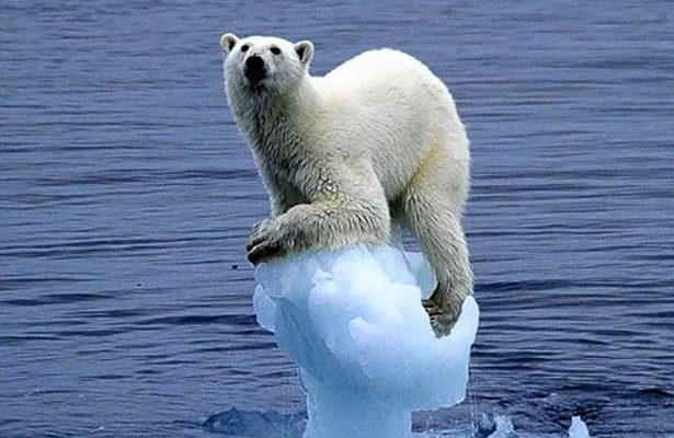Polar bear balancing on melting ice in the water
