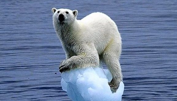 Polar bear balancing on melting ice in the water