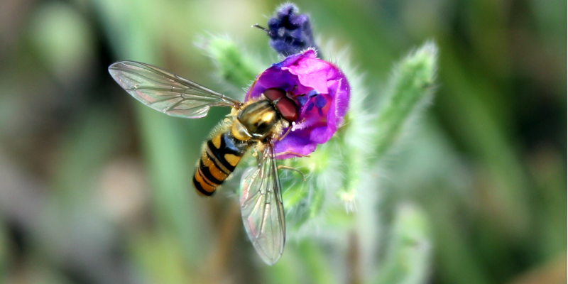 Close up of a hoverfly on a flower