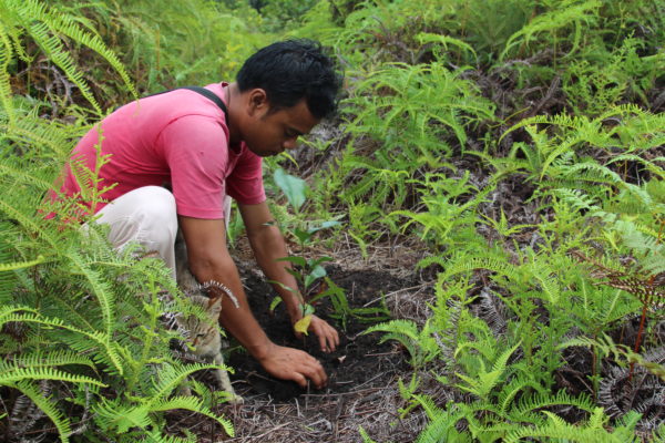 Man squatting in a forest planting saplings