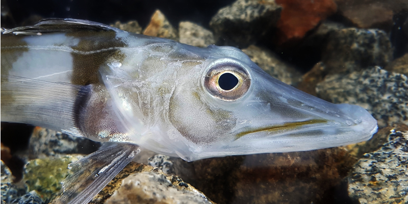Close-up of icefish