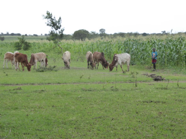 A man and a herd of cattle in a pastoral scene