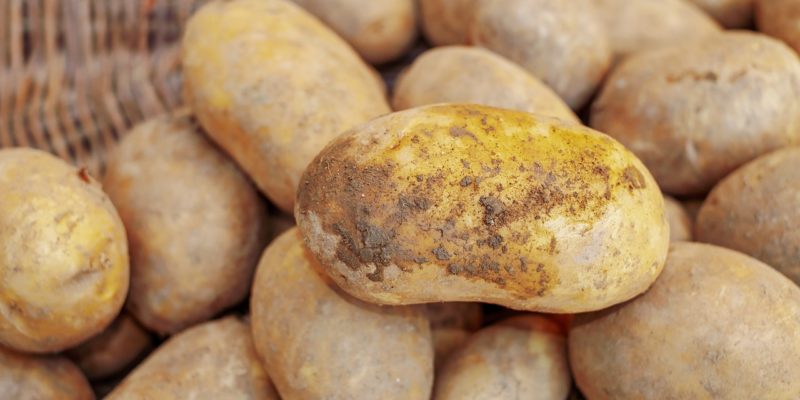 Close-up of potato crop