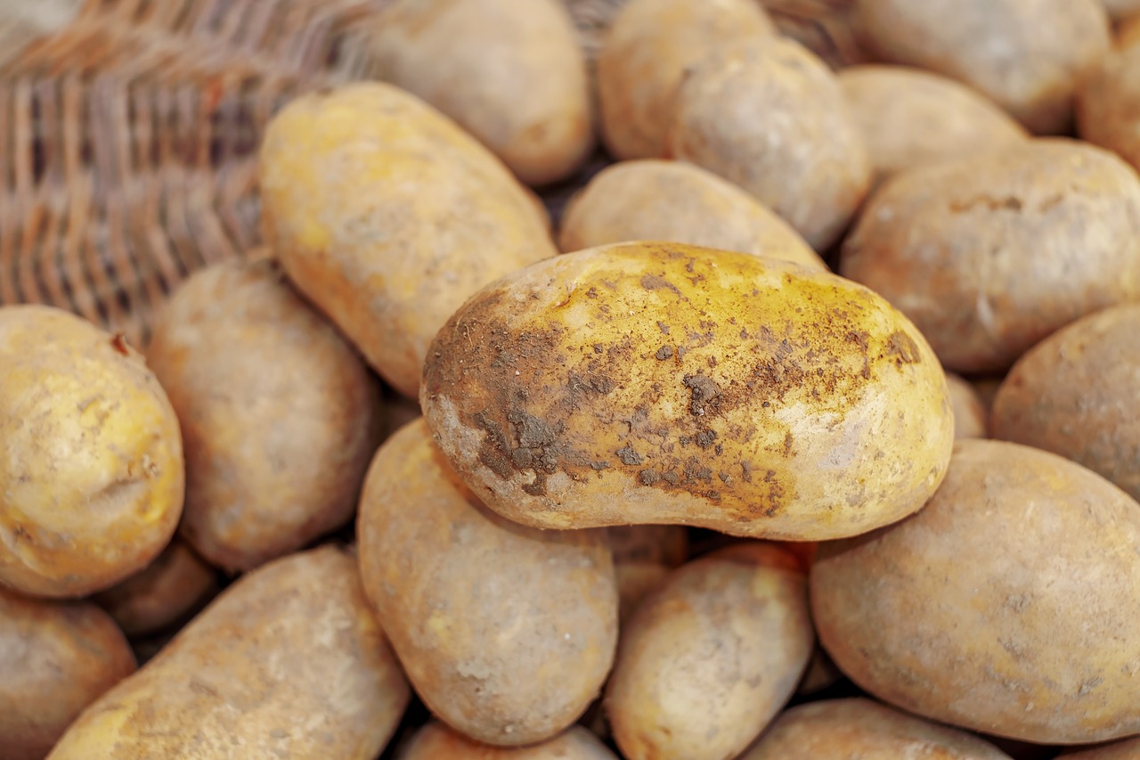 Close-up of potato crop