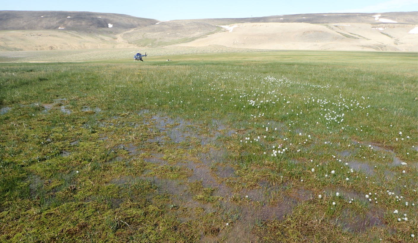 Landscape view of marshy ground
