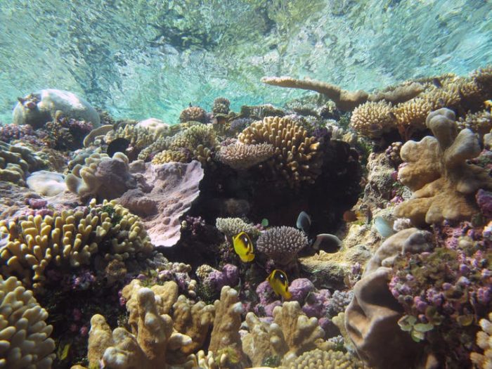 Underwater image of the seabed, with coral and fish