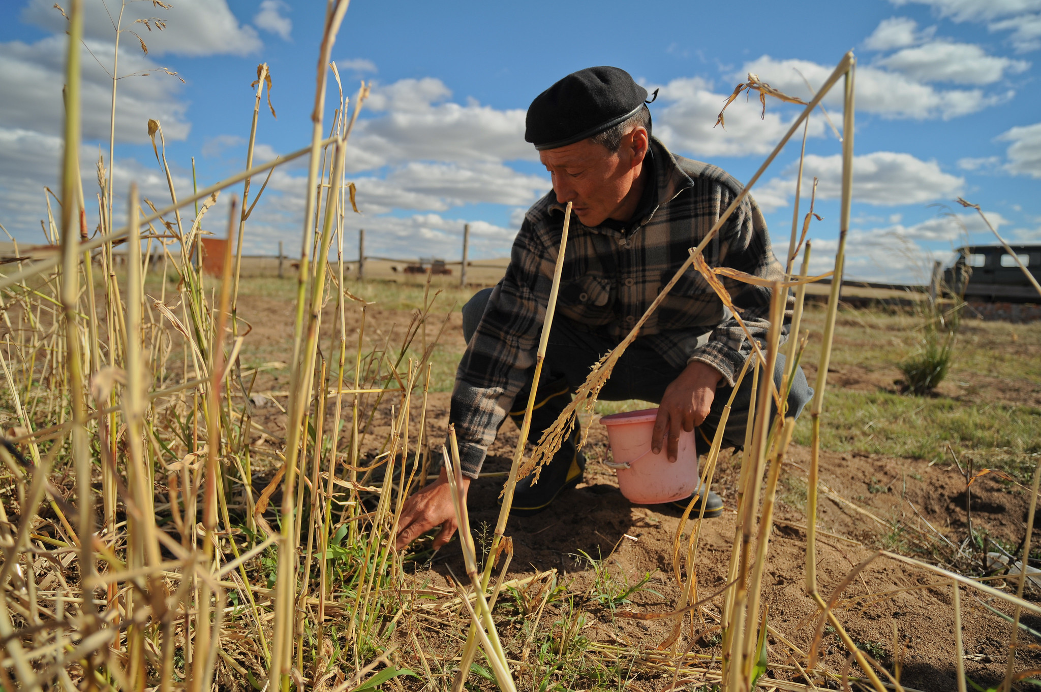 A man squatting in front of a field of failed crops on a hot day