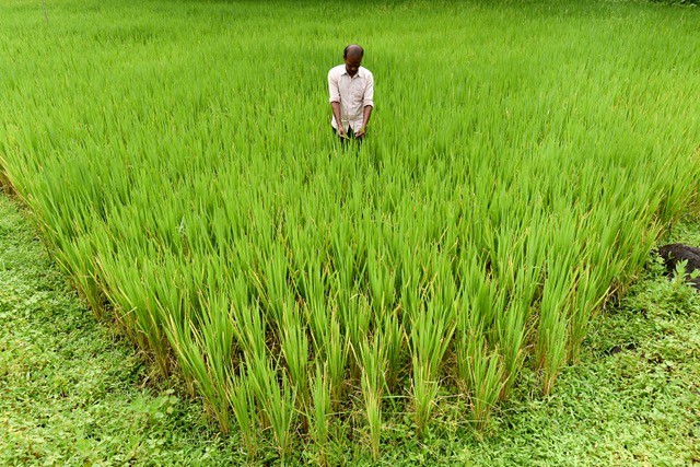 A man standing in a field of crops