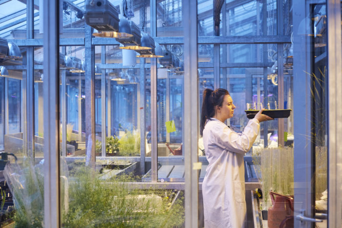 Researcher in a crop laboratory setting holding a tray of samples