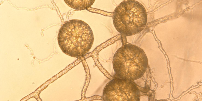 Microscopic view of fungi spores germinating