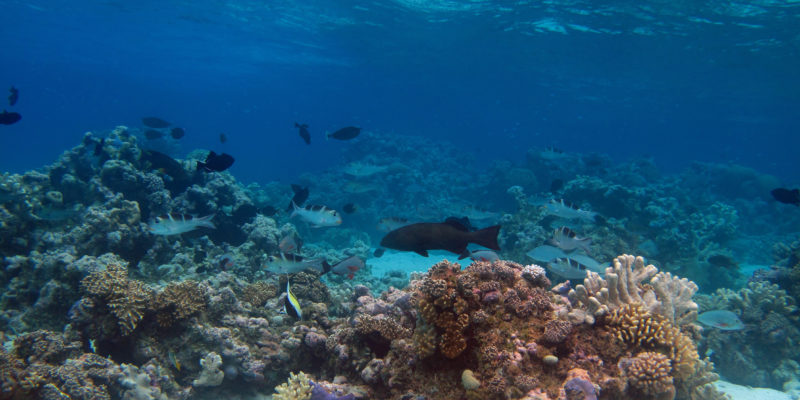 Underwater shot showing coral reef with fish swimming through it