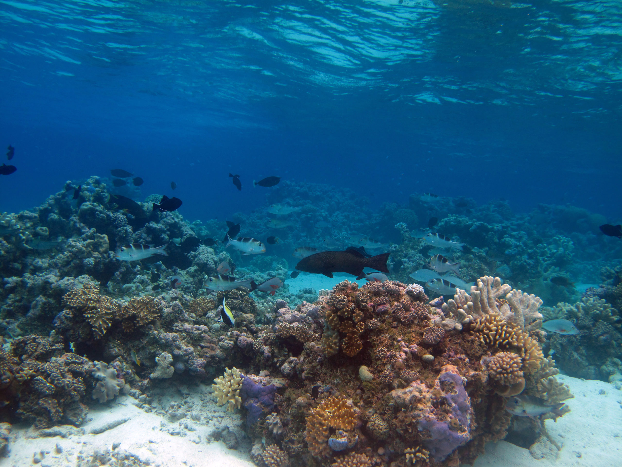 Underwater shot showing coral reef with fish swimming through it