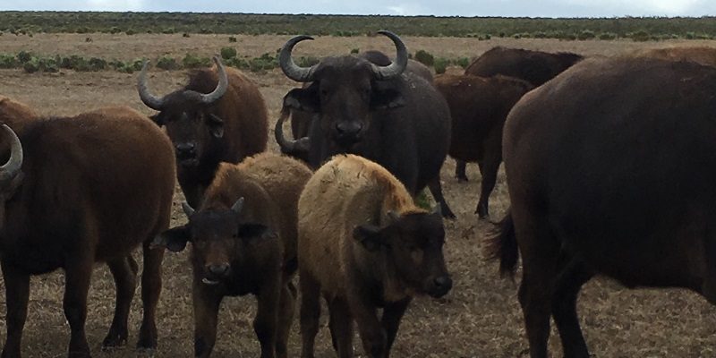 A group of  Cape buffalo at the Nuwejaars Wetlands Special Management Area in the Western Cape of South Africa
