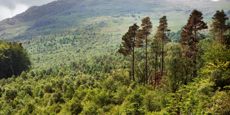 Capturing carbon through UK woodlands