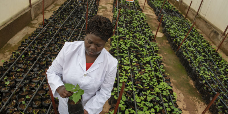 Research to innovation: Solutions to the climate crisis in Africa