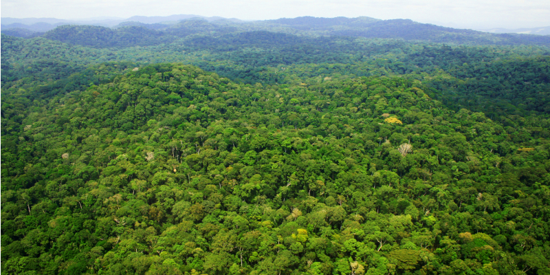 Carbon surprise in disappearing African tropical mountain forests