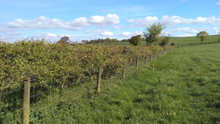 Sequestering soil carbon by planting hedgerows