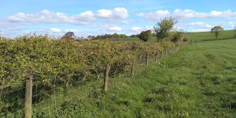 Sequestering soil carbon by planting hedgerows