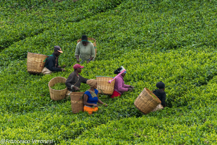Climate predictions build resilience in African tea plantations