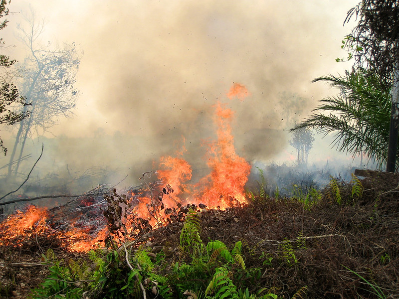 Efforts to restore Indonesian peatlands could save billions in wildfire costs