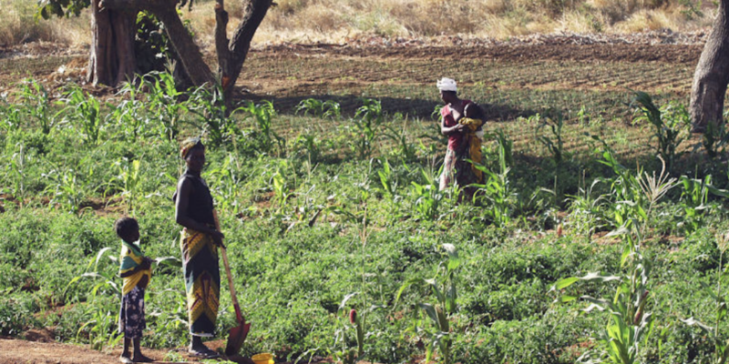 Feeding soils to feed a global population