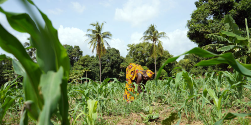 Modelling climate impacts to strengthen global food security