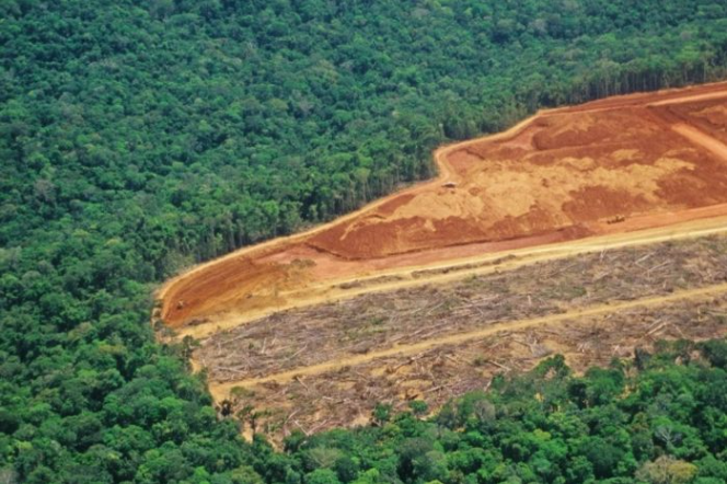 Protecting the Amazon Rainforest