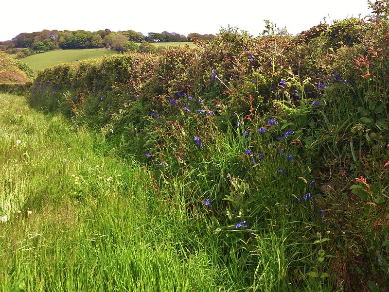 Unlocking the climate potential of planting hedgerows