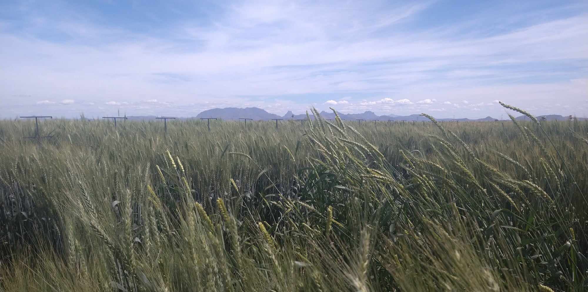 Climate change and the future of wheat production