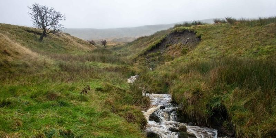 Replanting lost woodlands cuts the risk of extreme flooding