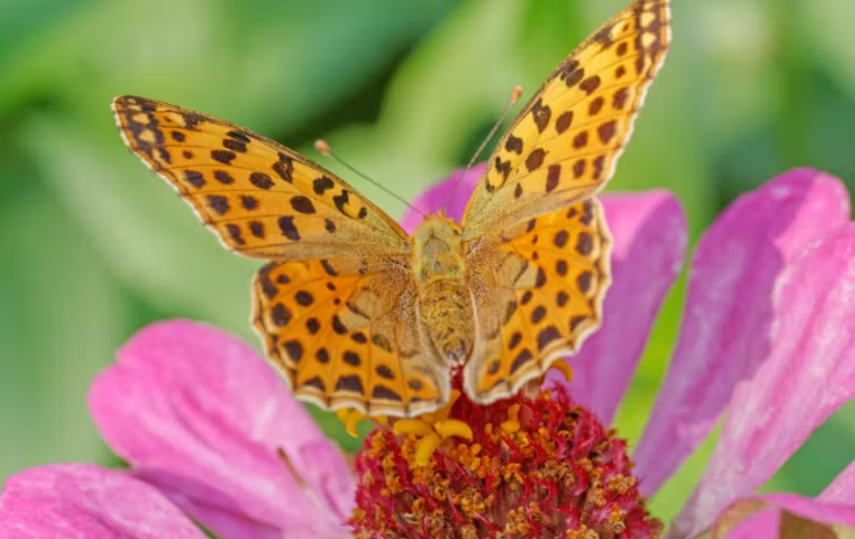 Three ways climate change is pushing butterflies and moths to their limits