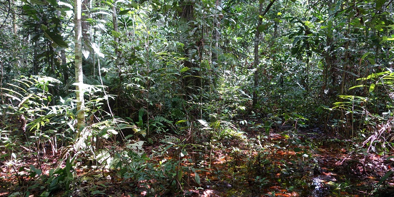 Forests continue to capture carbon despite challenges - Priestley ...