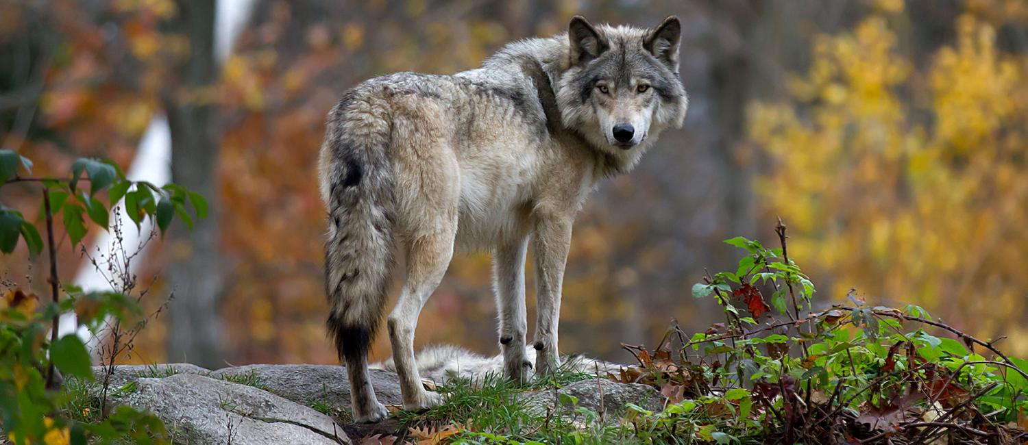 Reintroducing wolves to Scottish Highlands could help address climate change