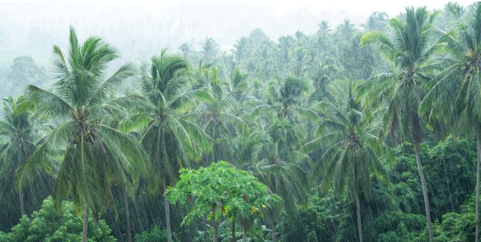 Various tropical species of tree in heavy rain
