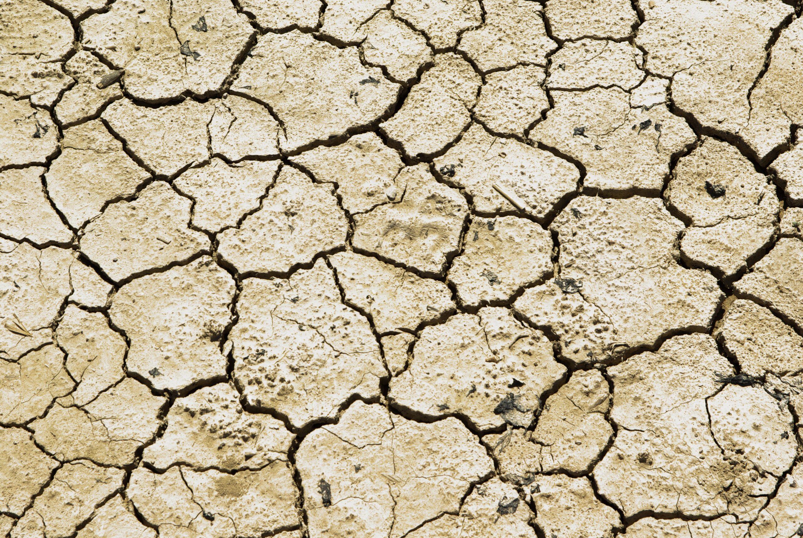 dry and cracked land
