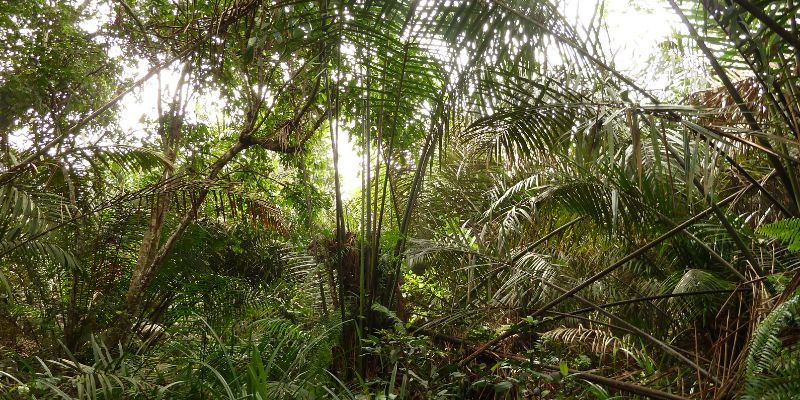 World’s largest tropical peatlands revealed to be more than 40,000 years old