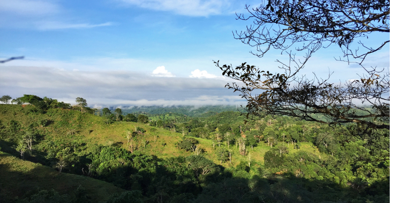 Nitrogen is key to faster regrowth in deforested areas, say researchers