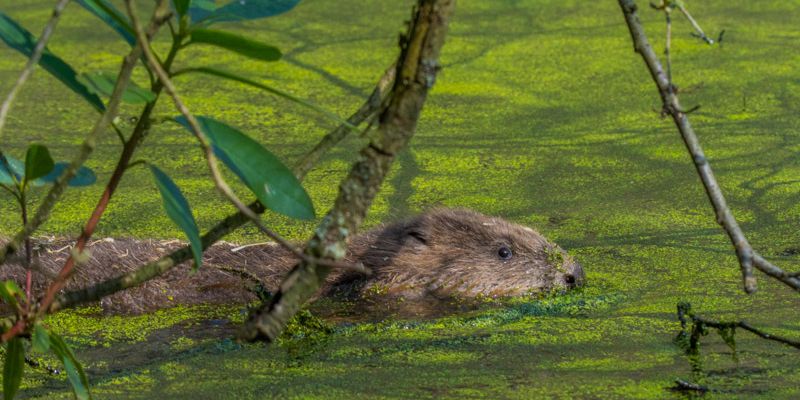 Beavers help reduce flood risk and boost nature in Yorkshire trial